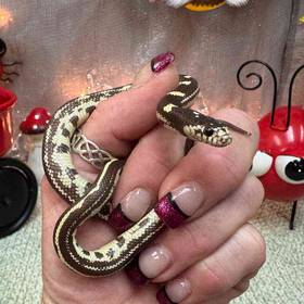 California King Snake