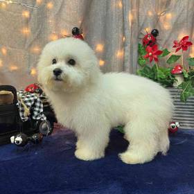 Bichon