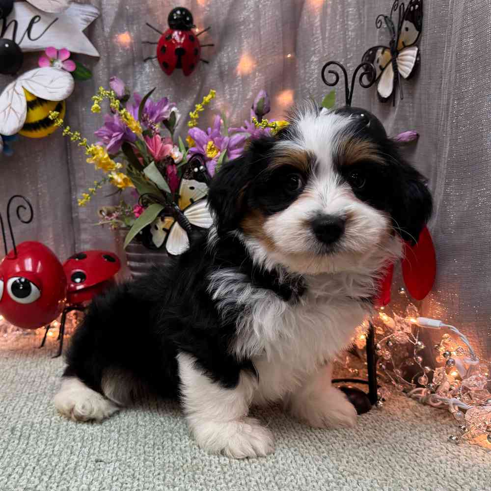 carousel pet images