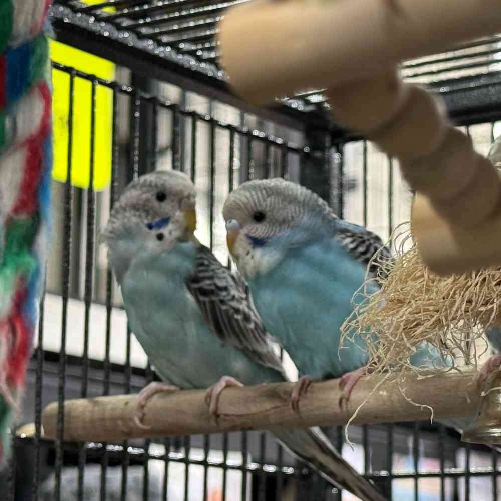 carousel pet images