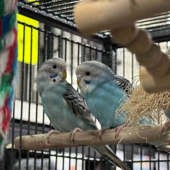 Parakeet