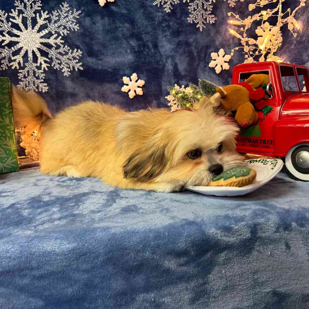 carousel pet images