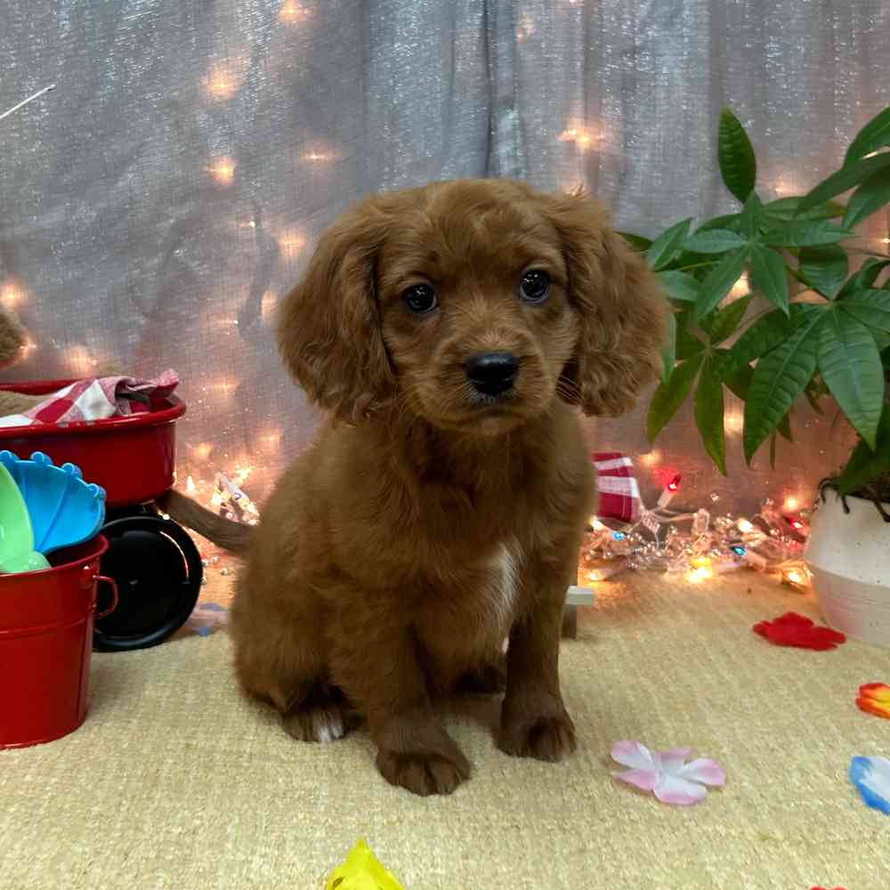 carousel pet images