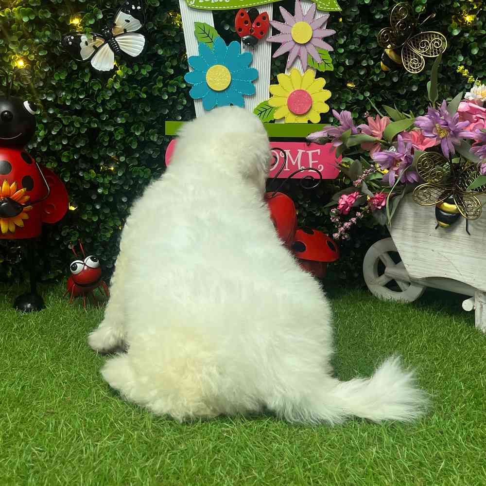 carousel pet images