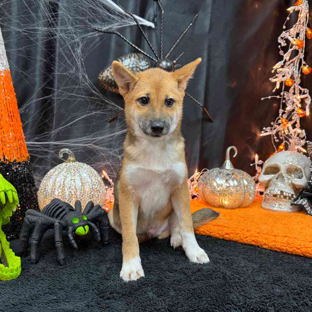 carousel pet images