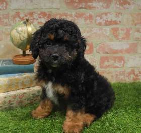 Cavapoo