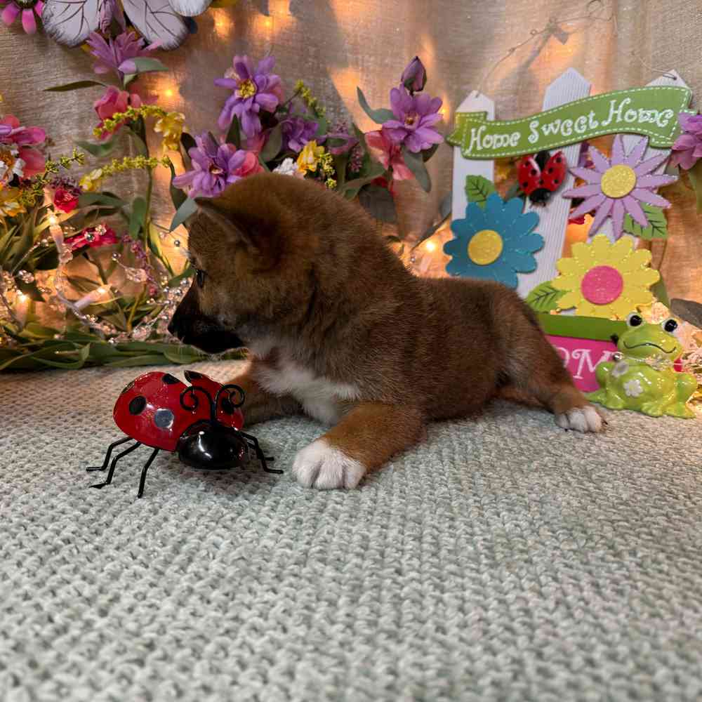 carousel pet images