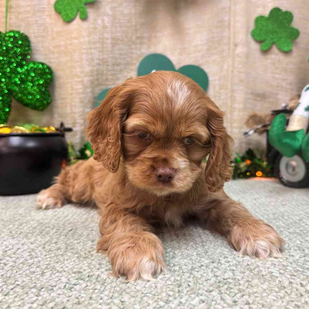 carousel pet images
