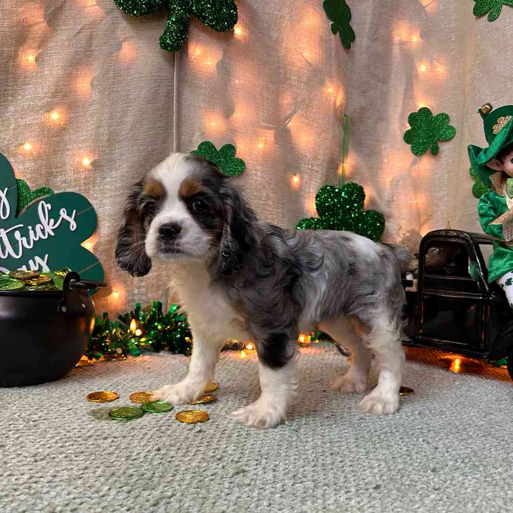 carousel pet images