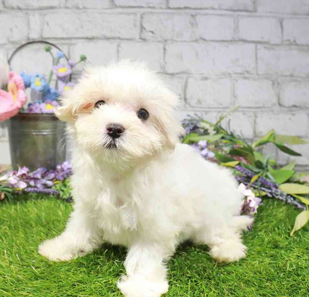 carousel pet images