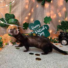 Ferret