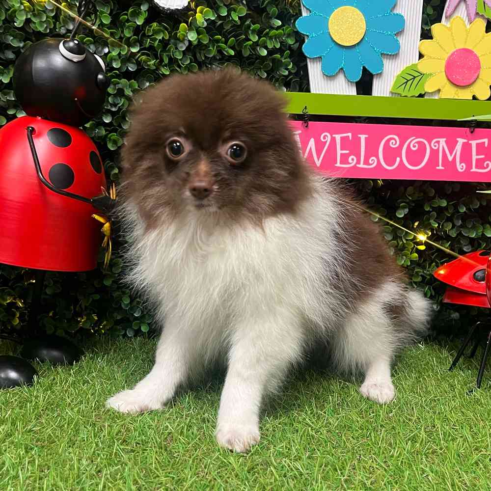 carousel pet images