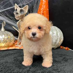 Poodle