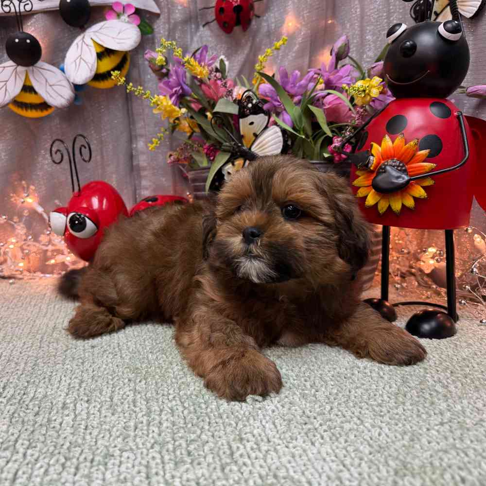 carousel pet images