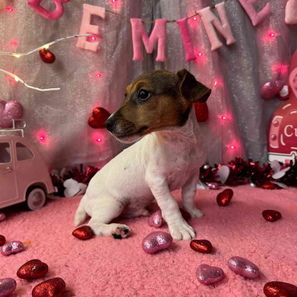 carousel pet images