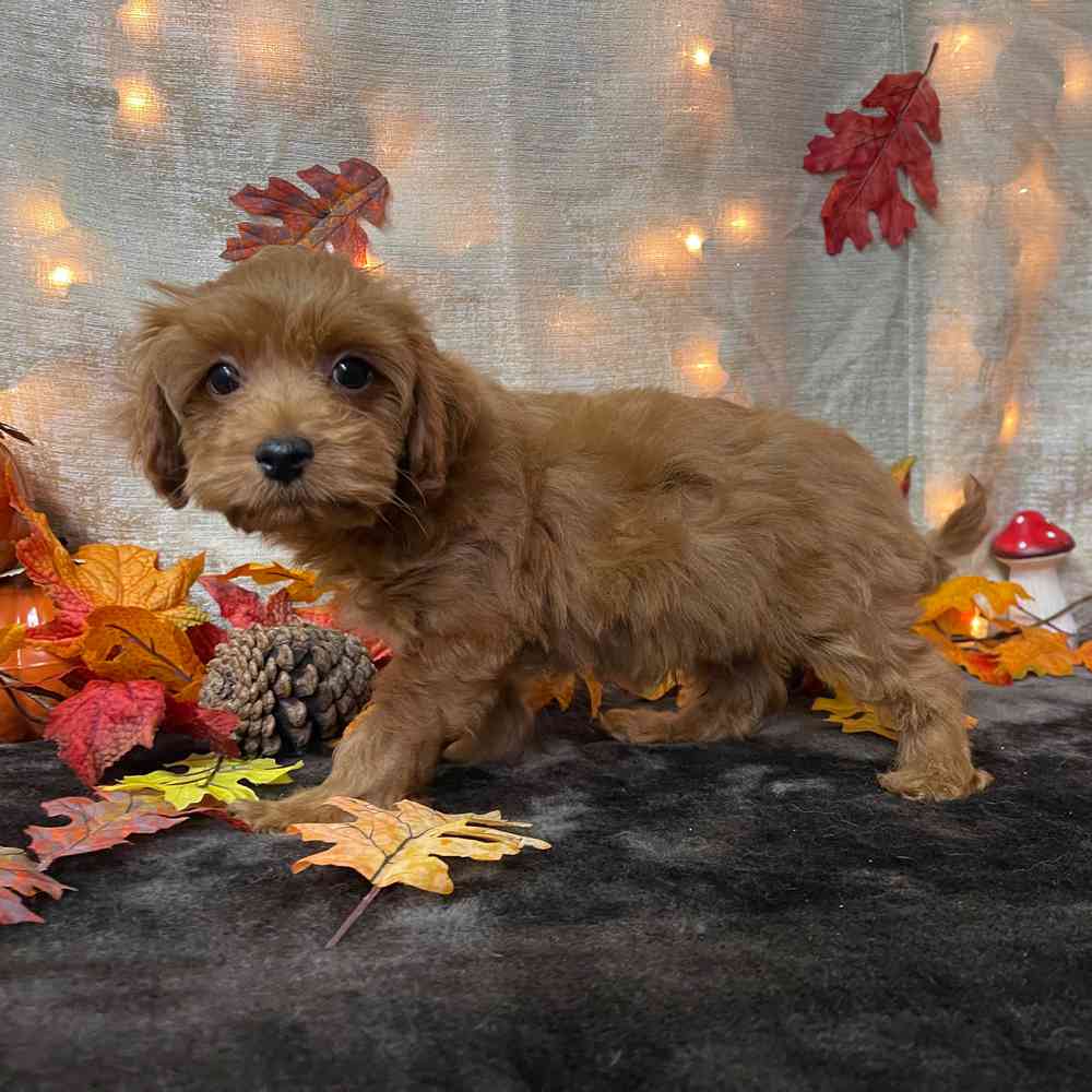 carousel pet images