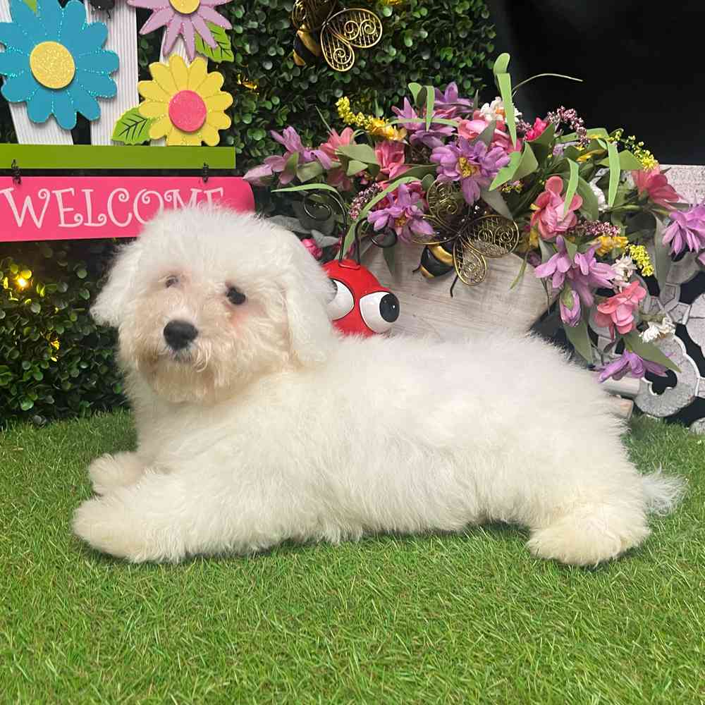 carousel pet images