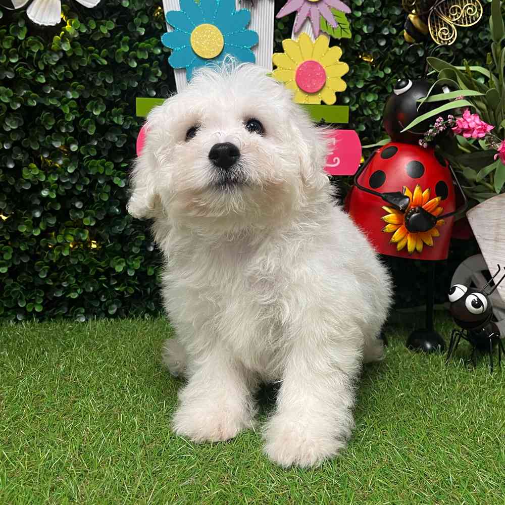 carousel pet images