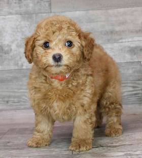 Poodle