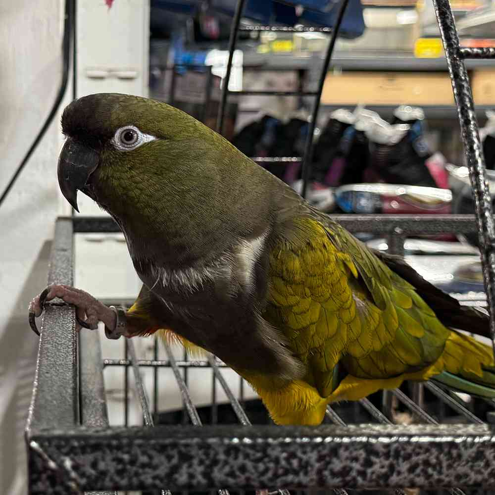carousel pet images