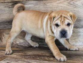 Shar-Puggle