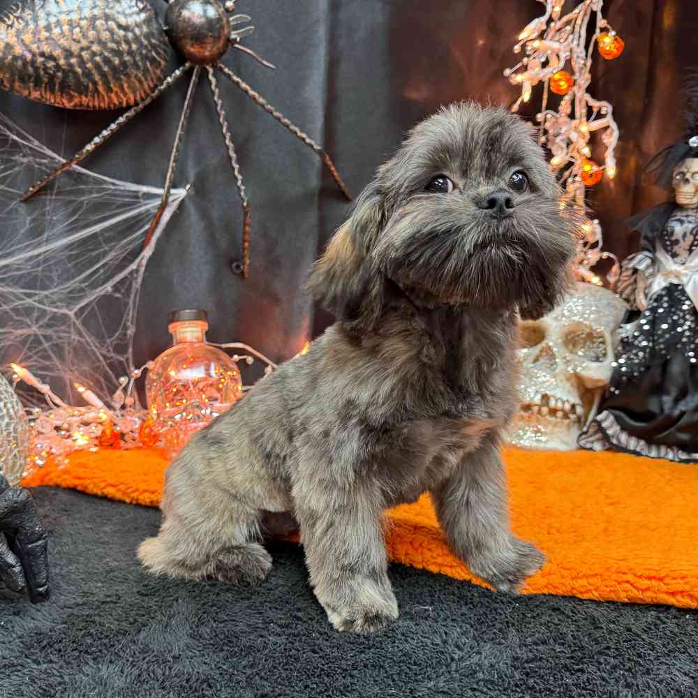 carousel pet images