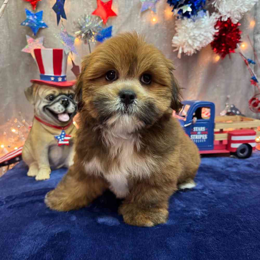 carousel pet images