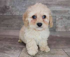 Cockapoo