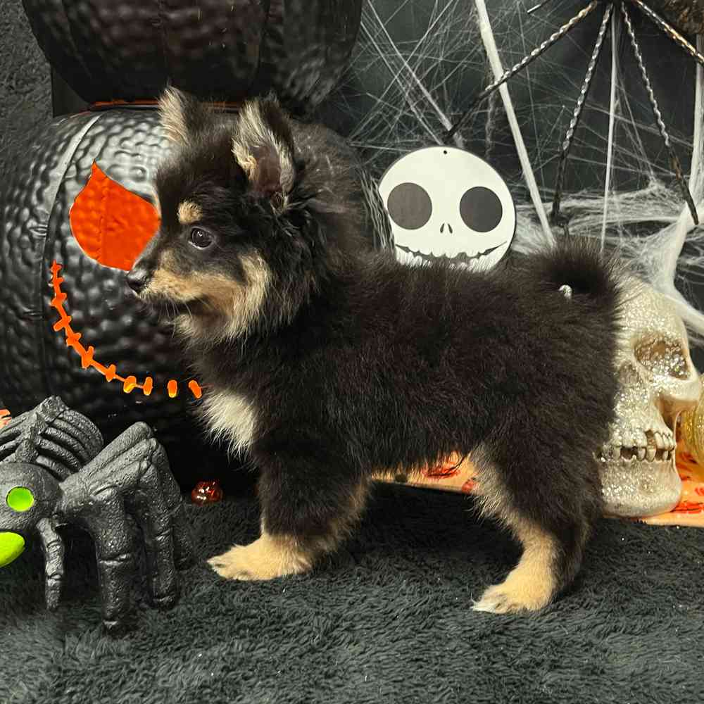 carousel pet images