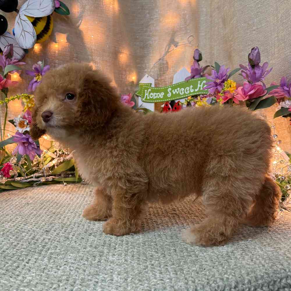 carousel pet images