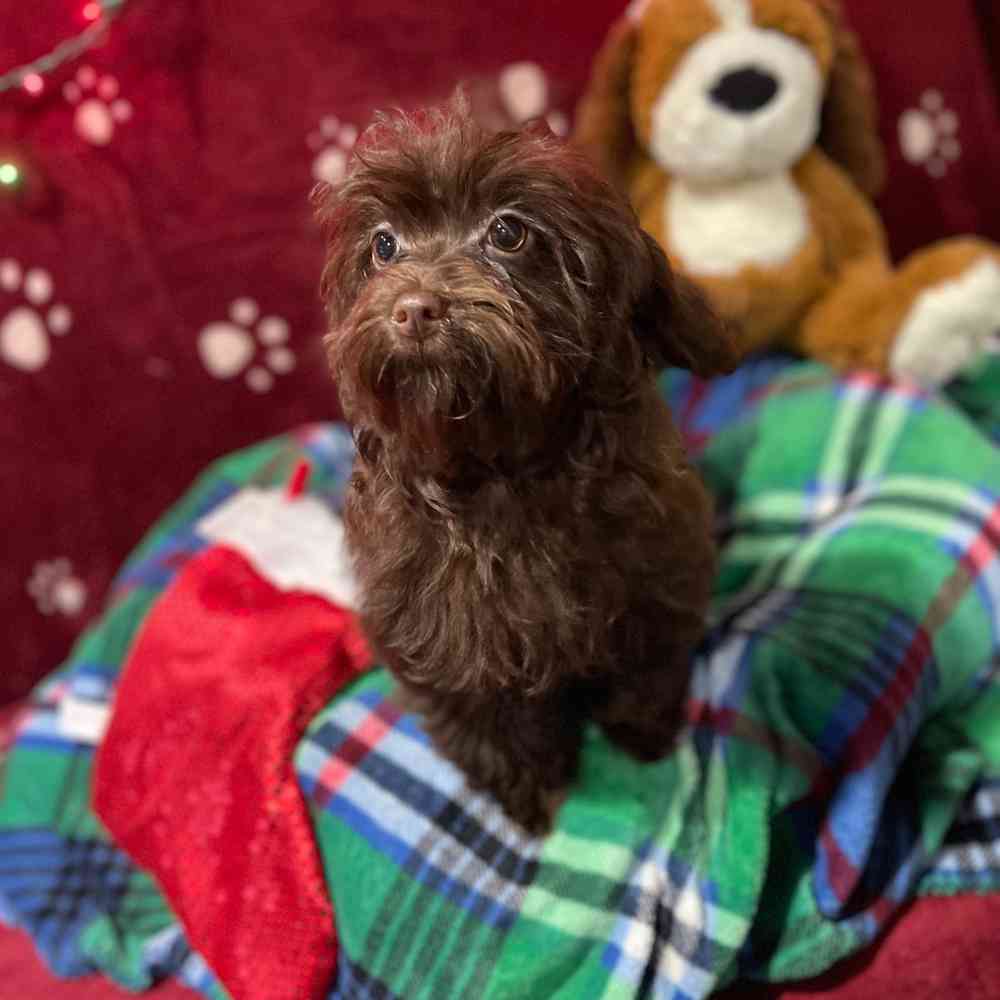carousel pet images