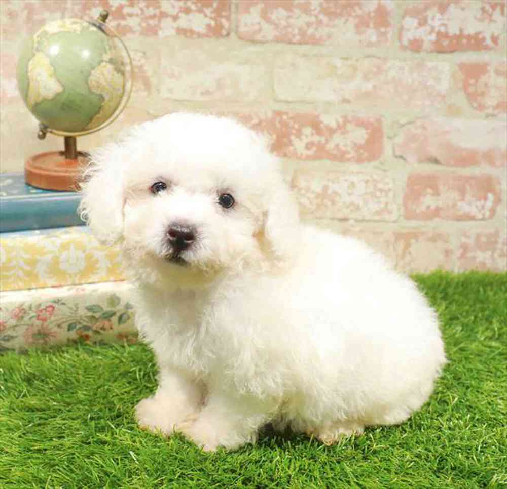 carousel pet images
