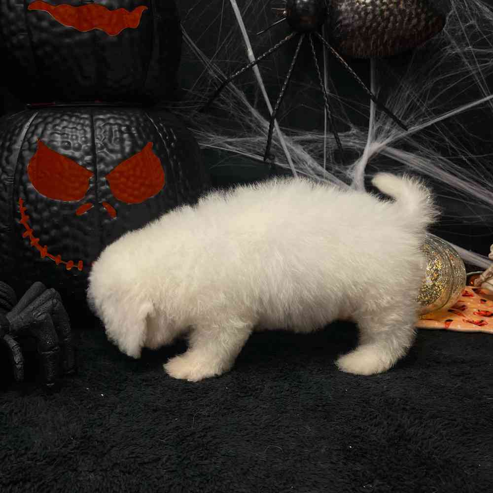 carousel pet images
