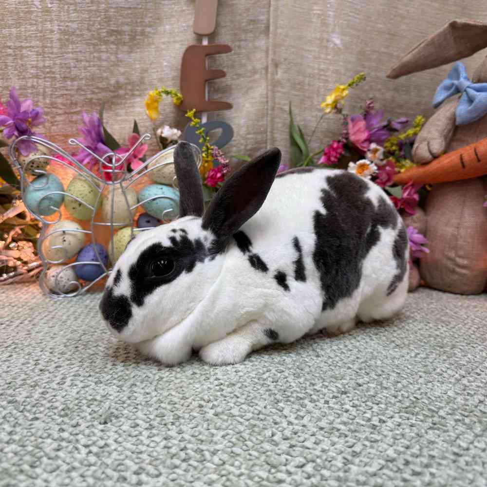 carousel pet images