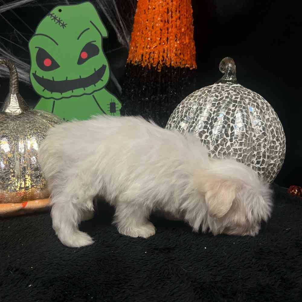 carousel pet images