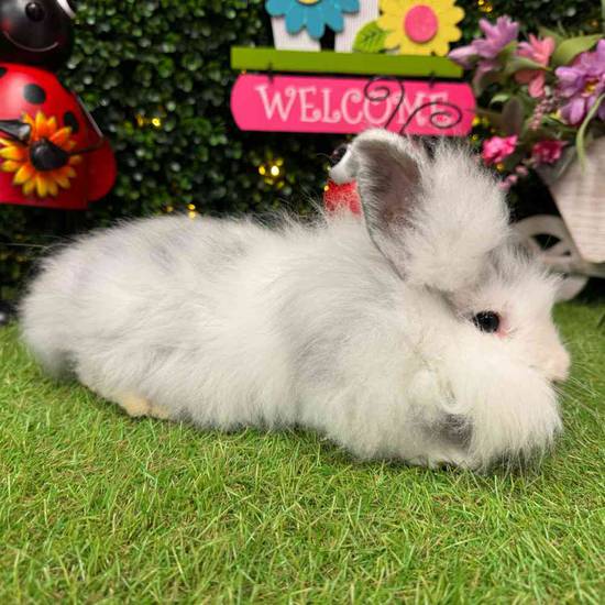 Lionhead