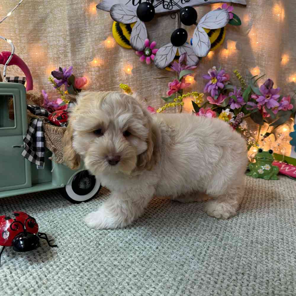 carousel pet images