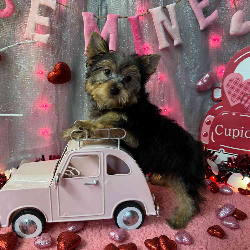 carousel pet images