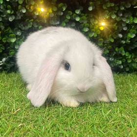 Holland Lop