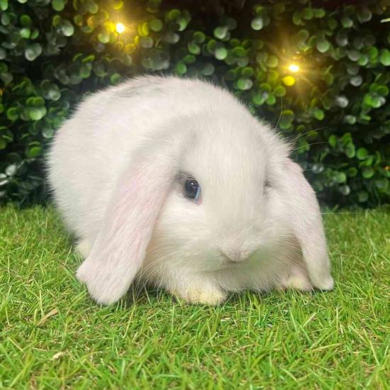 Holland Lop