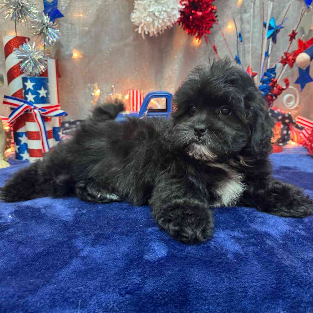 carousel pet images