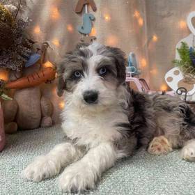 Mini Aussiedoodle