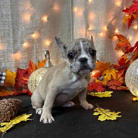 French Bulldog
