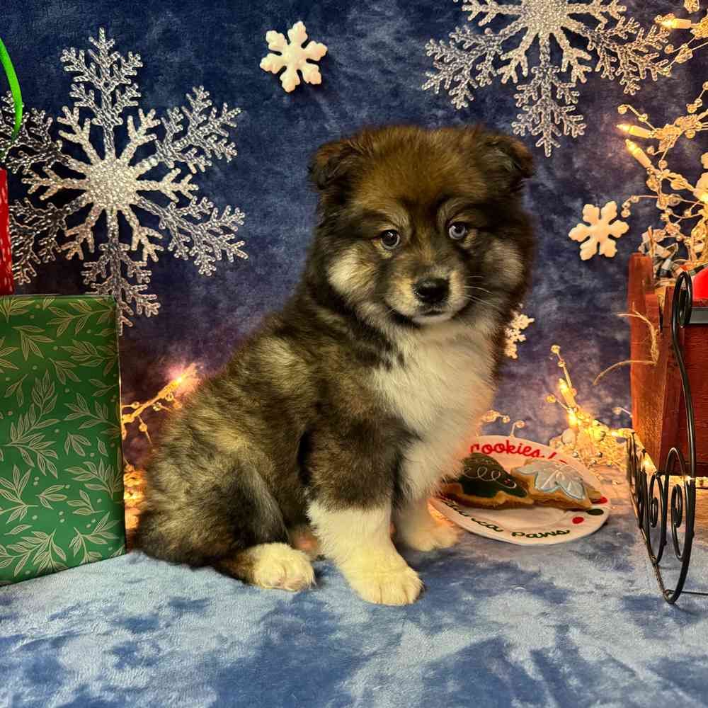 carousel pet images