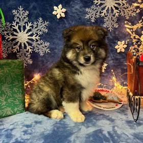 Pomsky