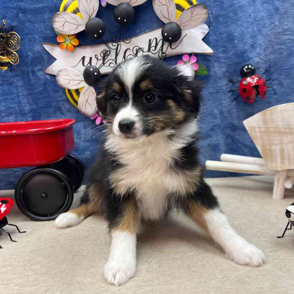 carousel pet images