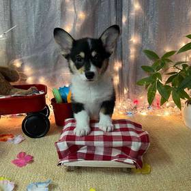 Pembroke Welsh Corgi