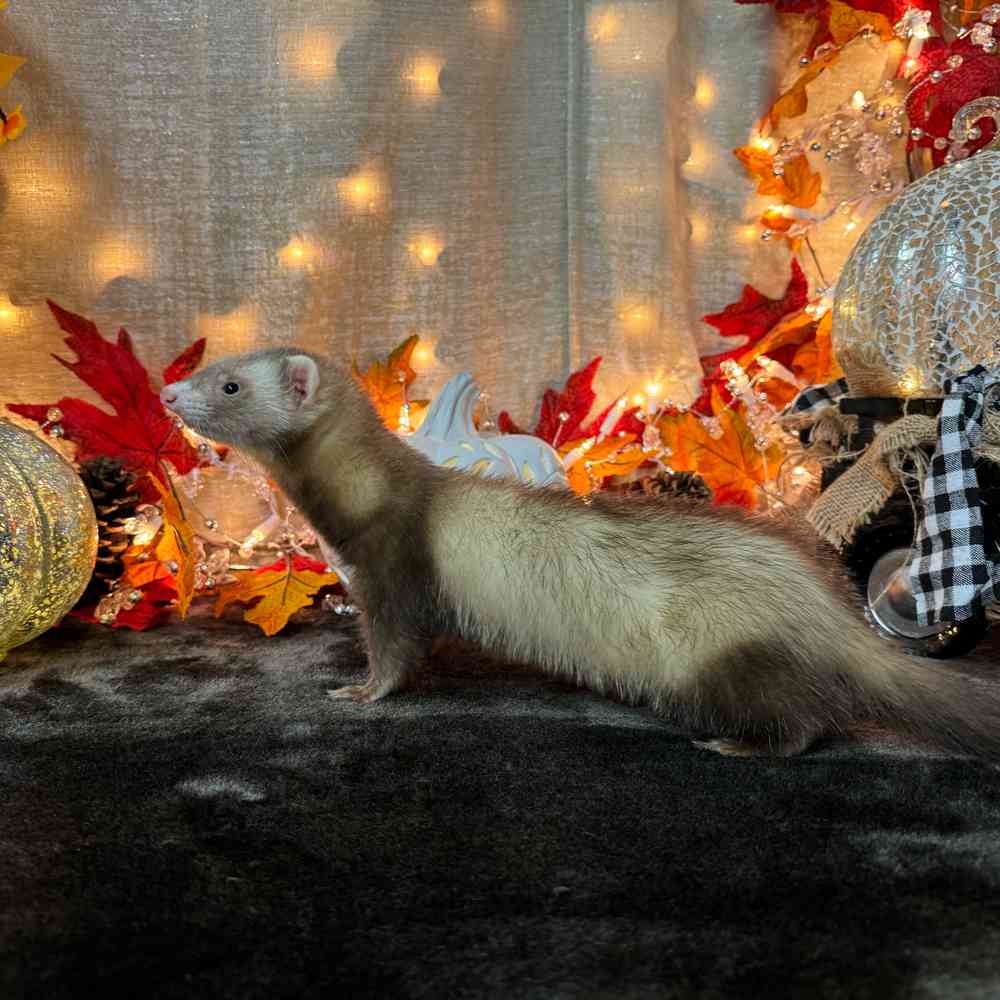 carousel pet images