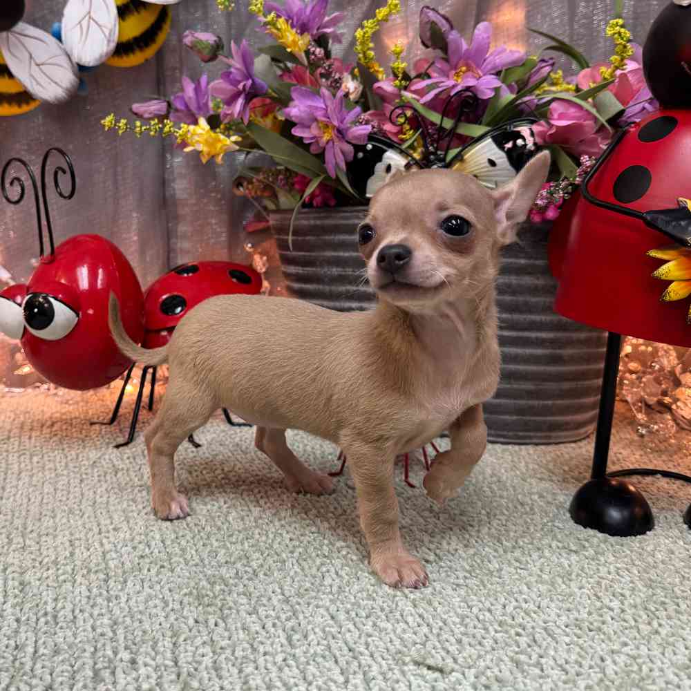 carousel pet images