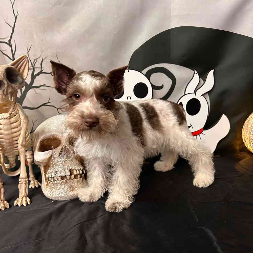carousel pet images